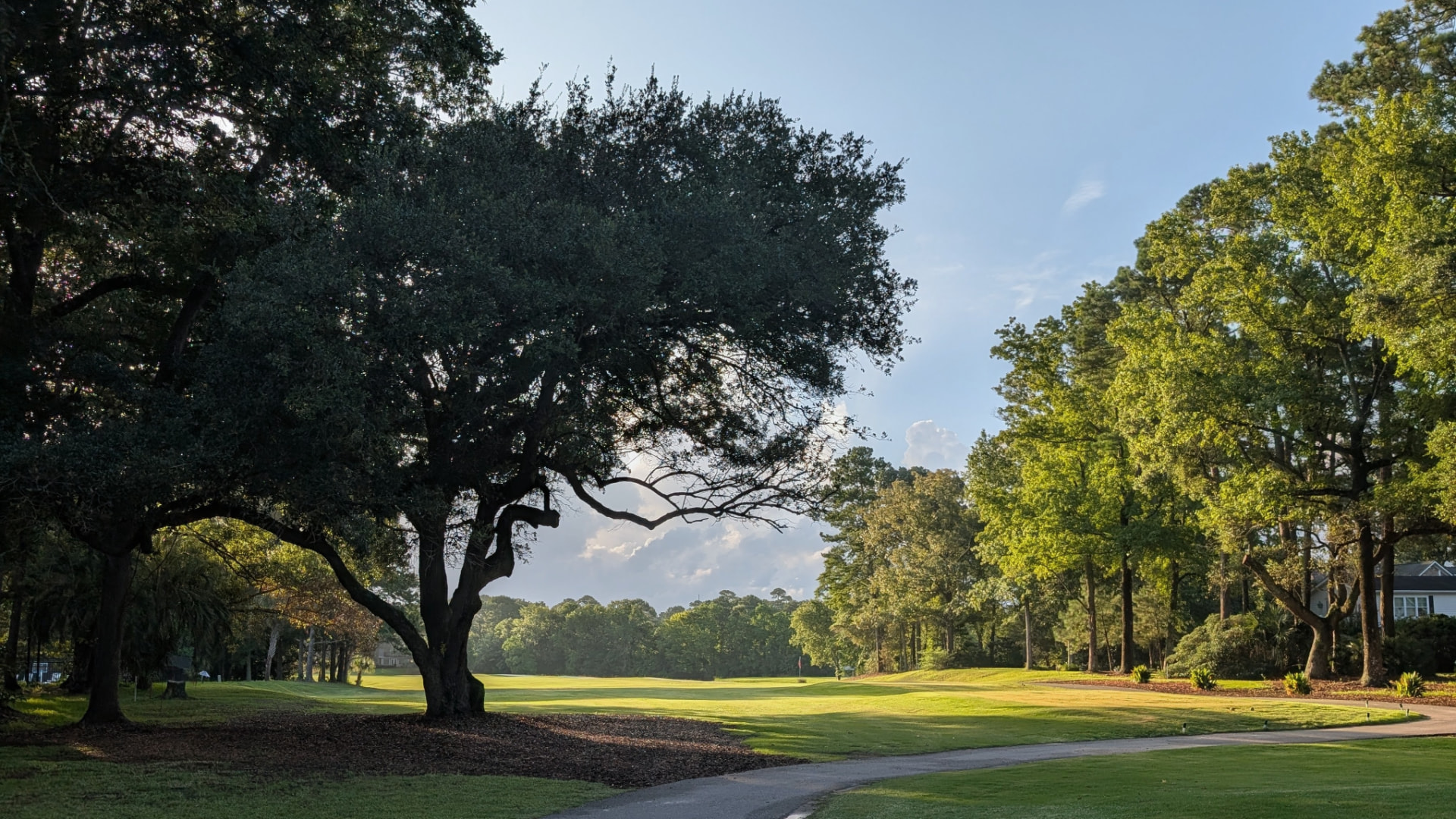 A sprawling live oak shading the fairway at Snee Farm Country Club in the early morning light